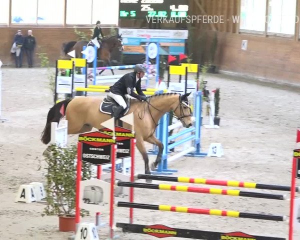 Reitturnier Rüti 2019