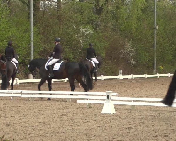 Reitturnier Mettmann - Reitanlage Löckenhoff 2019