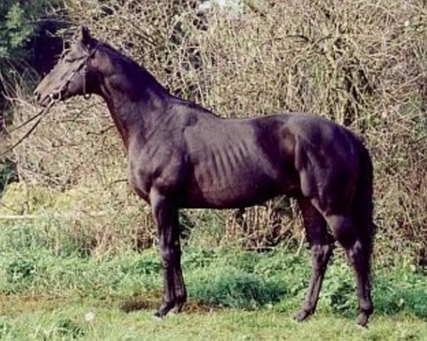 stallion Divisor xx (Thoroughbred, 1995, from Revlon Boy xx)
