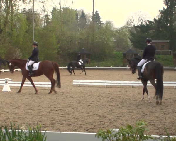 Reitturnier Mettmann - Reitanlage Löckenhoff 2019