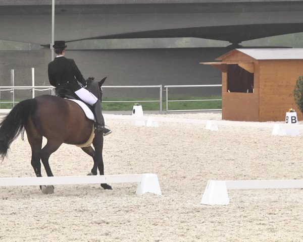 Reitturnier Achern 2019