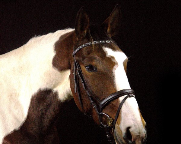 jumper Kalimero 68 (Polish Warmblood, 2010) jumper Kalimero 68 (Polish Warmblood, 2010)