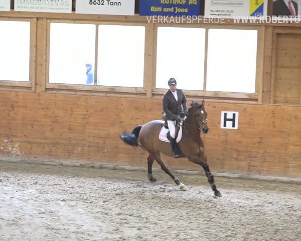 Reitturnier Rüti 2019