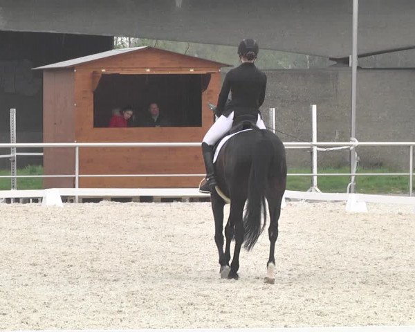 Reitturnier Achern 2019