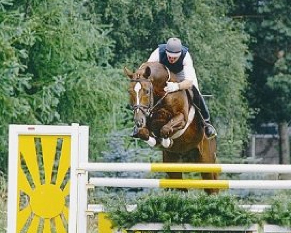 stallion Espri (Hanoverian, 1981, from Eiger I)