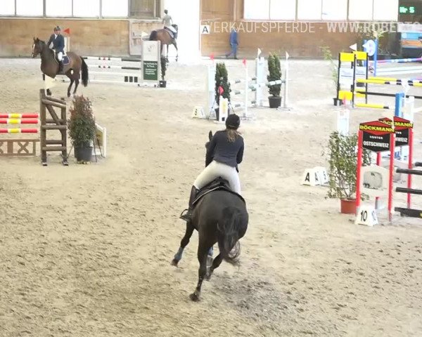 Reitturnier Rüti 2019