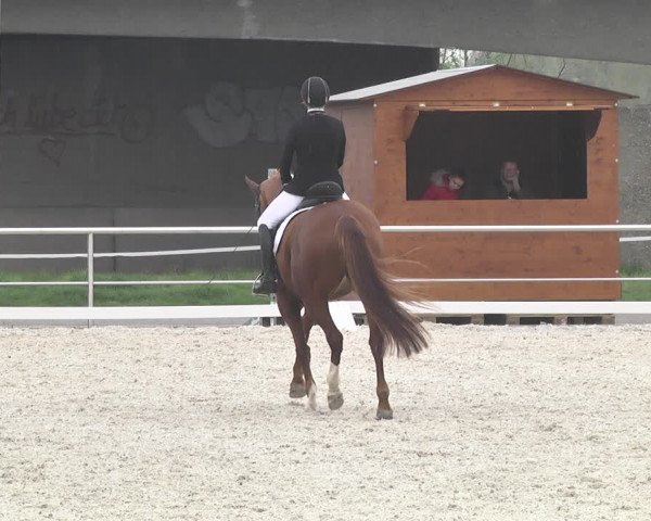 Reitturnier Achern 2019
