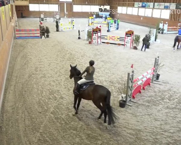 Reitturnier Rüti 2019