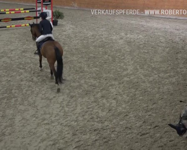 Reitturnier Rüti 2019