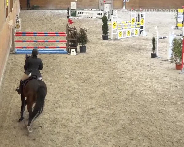 Reitturnier Rüti 2019