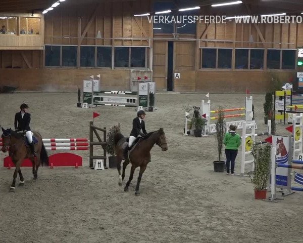 Reitturnier Rüti 2019