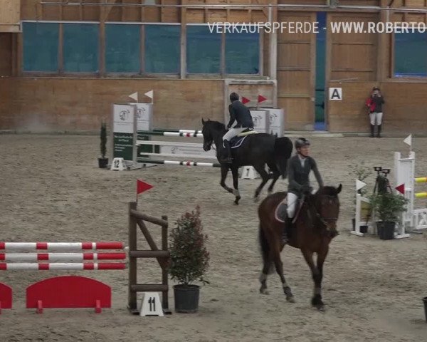 Reitturnier Rüti 2019