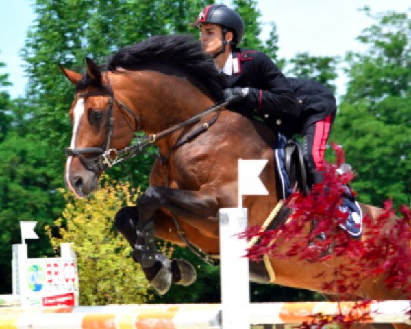 jumper Touloren (Italian Warmblood, 2010, from Toulon)