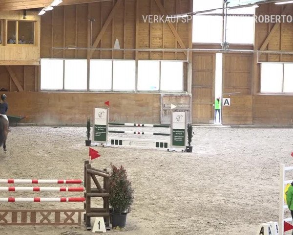 Reitturnier Rüti 2019