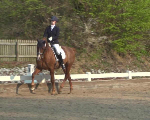 Reitturnier Mettmann - Reitanlage Löckenhoff 2019