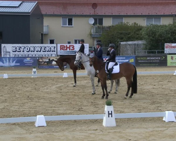 Reitturnier Schloß Holte 2019