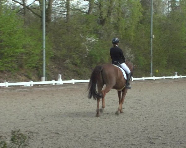 Reitturnier Mettmann - Reitanlage Löckenhoff 2019