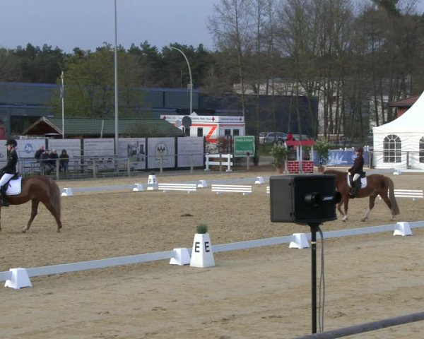 Reitturnier Schloß Holte 2019