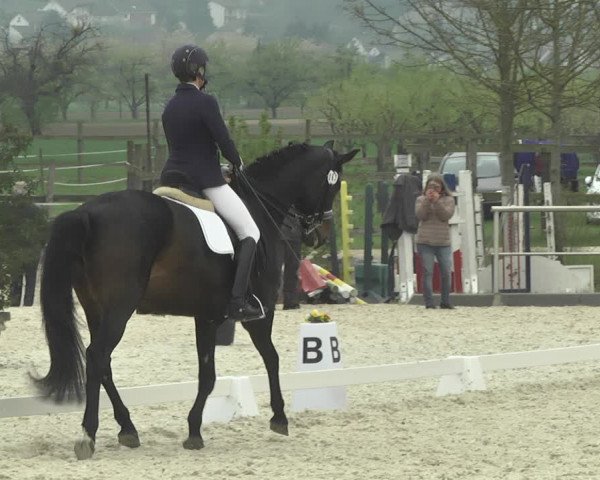 Reitturnier Achern 2019