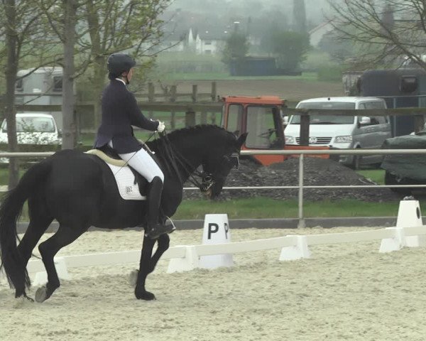Reitturnier Achern 2019