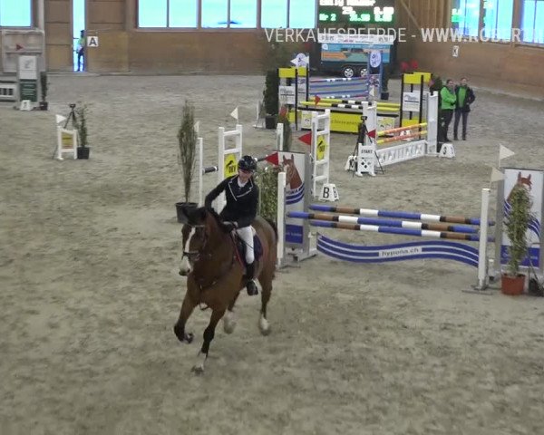 Reitturnier Rüti 2019