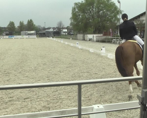 Reitturnier Achern 2019