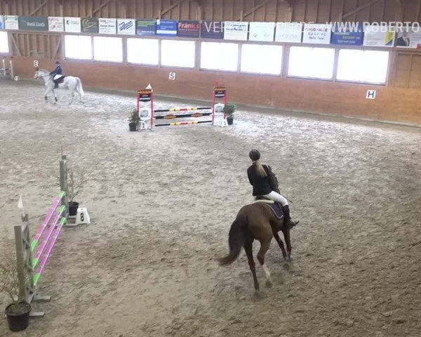 Reitturnier Rüti 2019