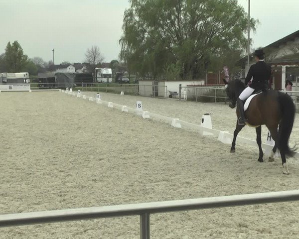 Reitturnier Achern 2019