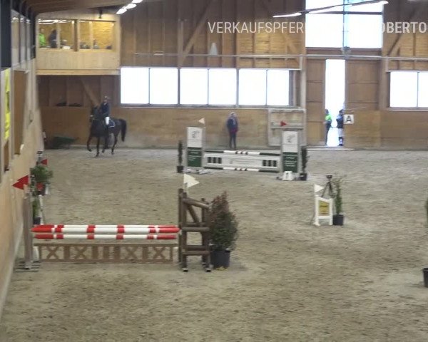 Reitturnier Rüti 2019