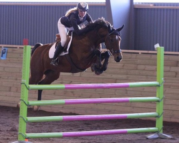 broodmare B-Ulla Niki (Belgian Warmblood, 2001, from Orlando van de Heffinck)