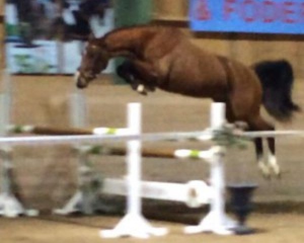 horse C-U Niki (Swedish Warmblood, 2013, from Canterbury)