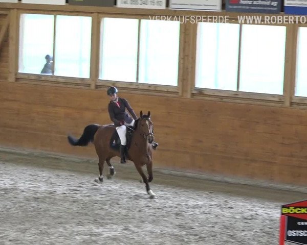 Reitturnier Rüti 2019