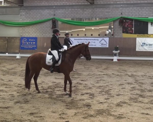 Reitturnier Leverkusen-Rheindorf 2019