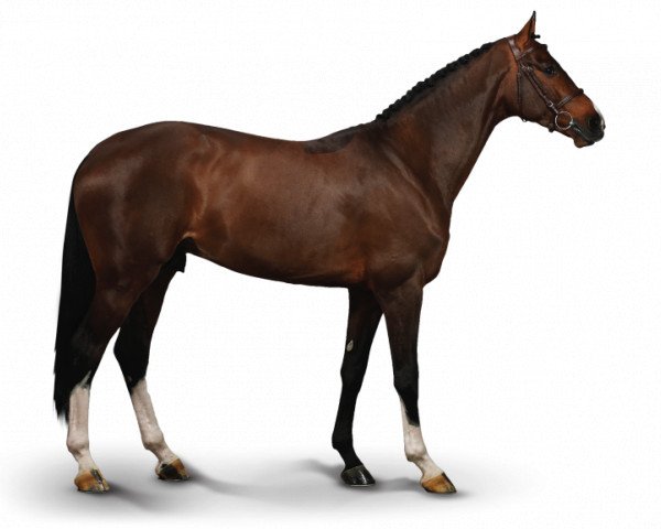 jumper Luigi D'Eclipse (Belgian Warmblood, 2011, from Catoki)