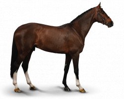 jumper Luigi D'Eclipse (Belgian Warmblood, 2011, from Catoki)