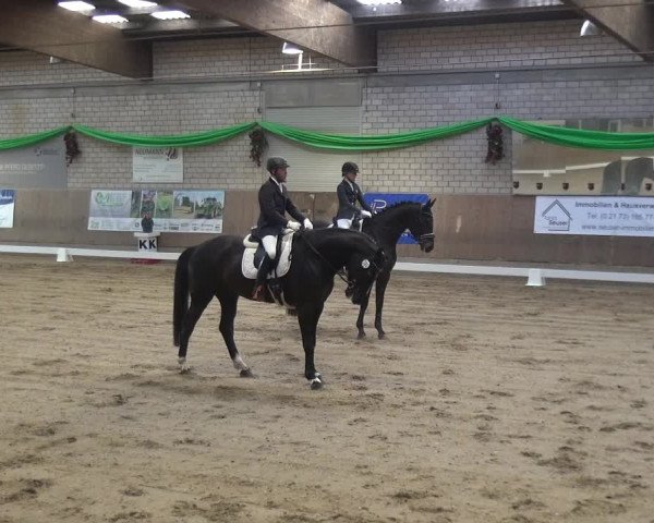 Reitturnier Leverkusen-Rheindorf 2019