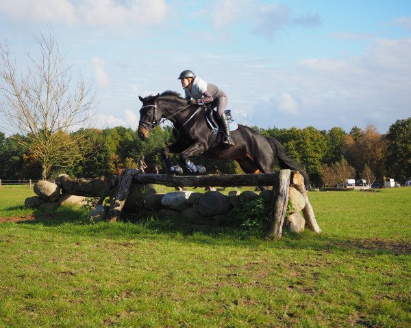 jumper Shakira 328 (Hanoverian, 2005, from Shakespeare in Love)