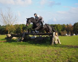 jumper Shakira 328 (Hanoverian, 2005, from Shakespeare in Love)