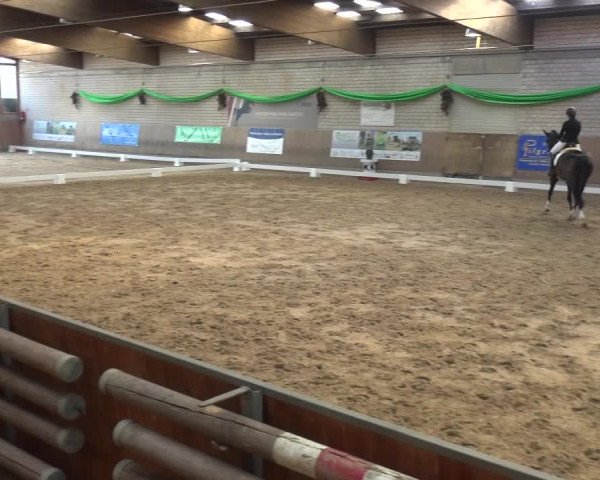 Reitturnier Leverkusen-Rheindorf 2019