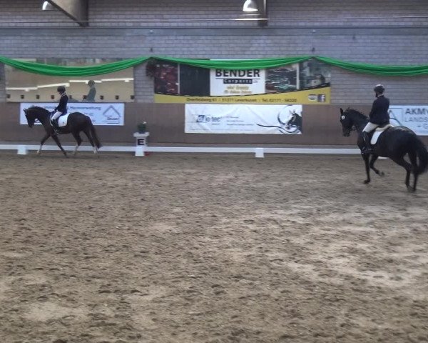 Reitturnier Leverkusen-Rheindorf 2019