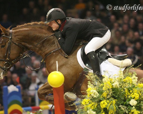stallion Accardi (Belgian Warmblood, 2000, from Darco) stallion Accardi (Belgian Warmblood, 2000, from Darco)