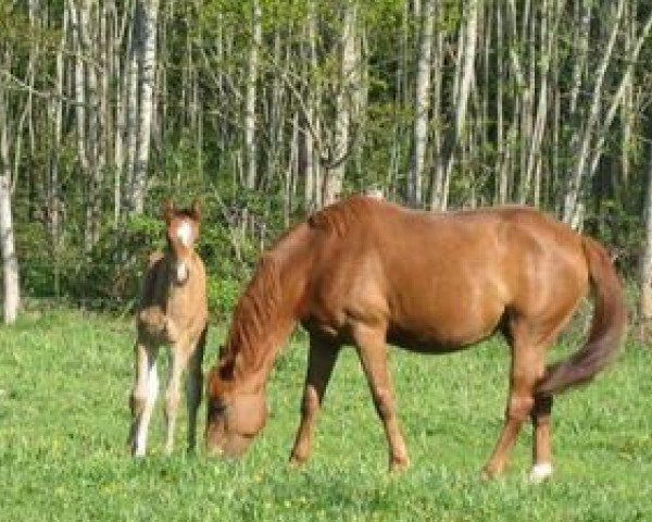 broodmare Osyris de la Violle (Selle Français, 2002, from Quidam de Revel)