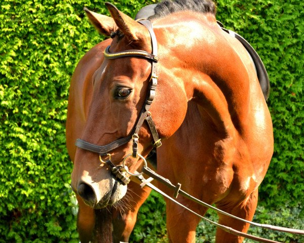 jumper Grennblu (Oldenburg show jumper, 2005, from Gepardi)