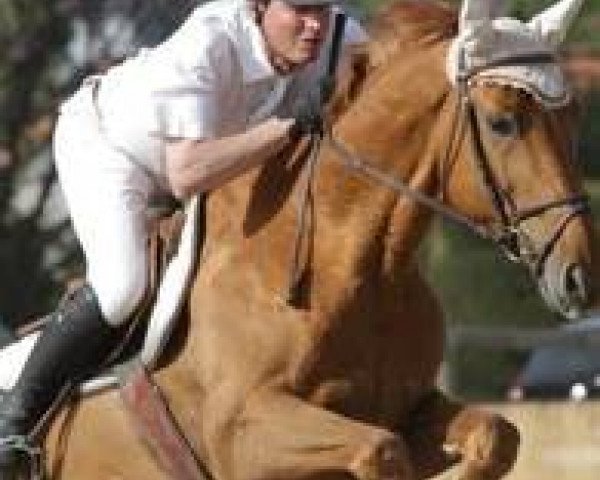 horse Papyrus de la Violle (Selle Français, 2003, from Corland)