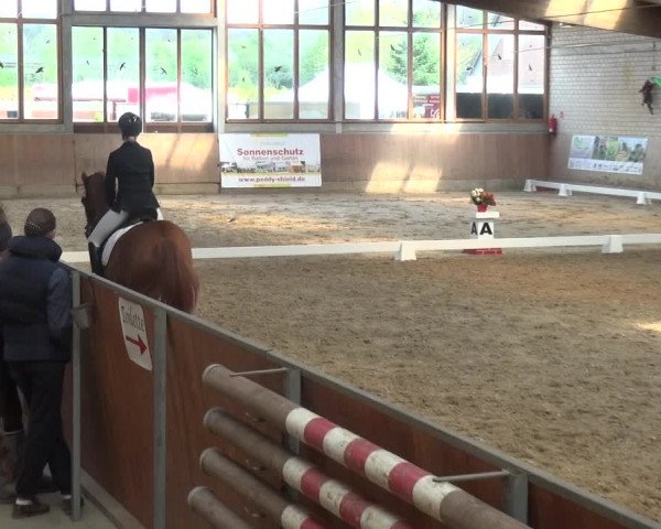 Reitturnier Leverkusen-Rheindorf 2019
