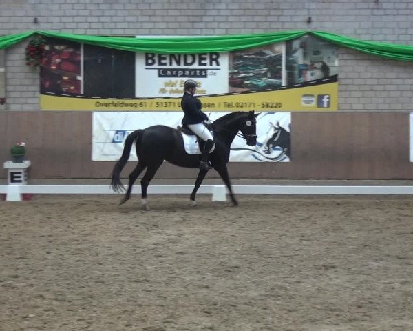 Reitturnier Leverkusen-Rheindorf 2019
