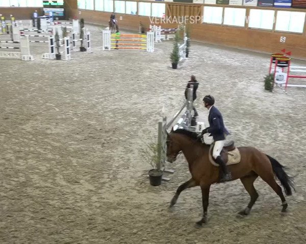 Reitturnier Rüti 2019