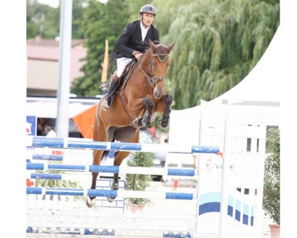 broodmare Venusia de La Violle (Selle Français, 2009, from Landor S)