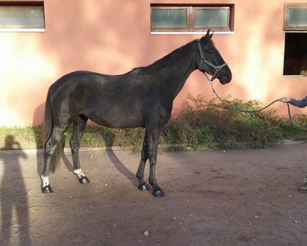 horse Cyrus de la Violle (Selle Français, 2012, from Kannan)
