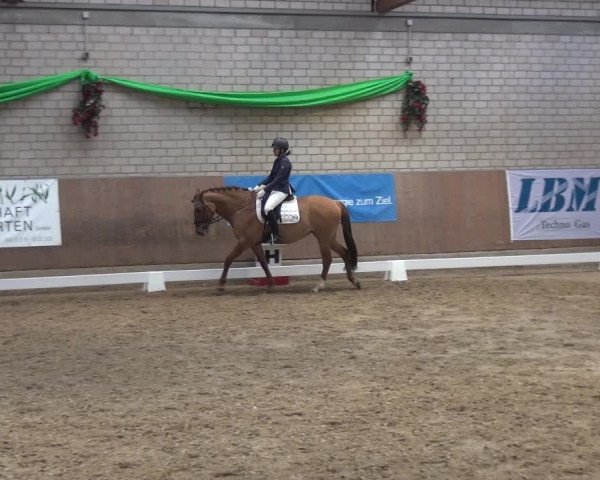 Reitturnier Leverkusen-Rheindorf 2019